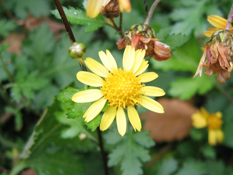 Chrysanthemum indicum