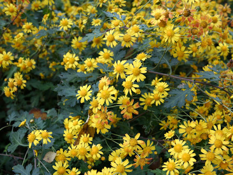 Chrysanthemum indicum