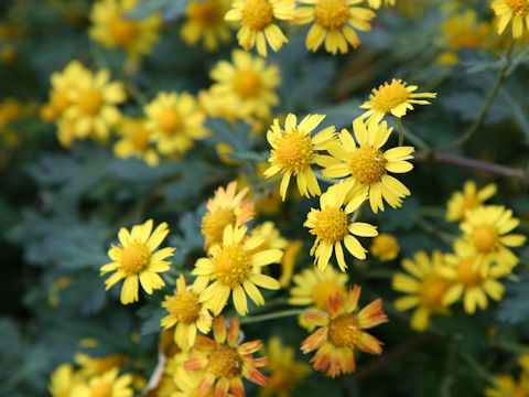 Chrysanthemum indicum