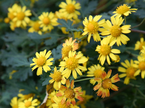 Chrysanthemum indicum