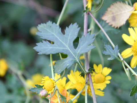 Chrysanthemum indicum