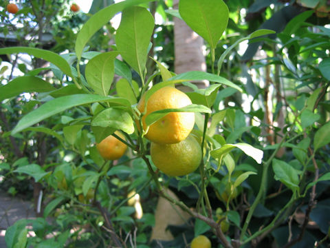 Citrus depressa