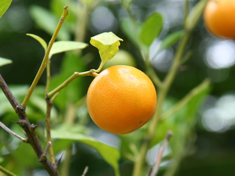 Citrus depressa