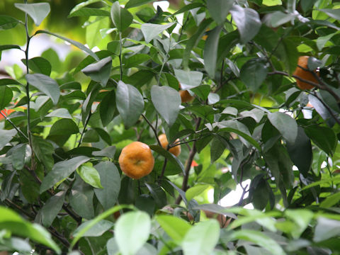 Citrus depressa