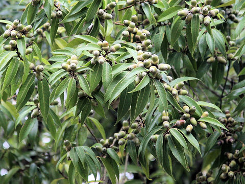 Quercus myrsinaefolia