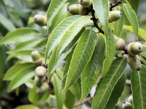 Quercus myrsinaefolia