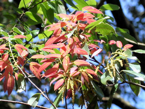 Quercus myrsinaefolia