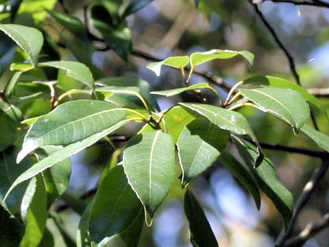 Quercus myrsinaefolia