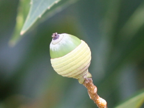 Quercus myrsinaefolia