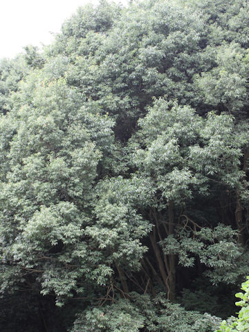 Quercus myrsinaefolia