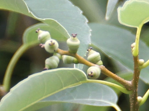 Quercus myrsinaefolia