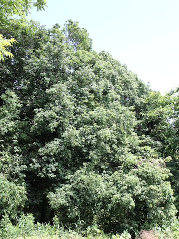 Quercus myrsinaefolia