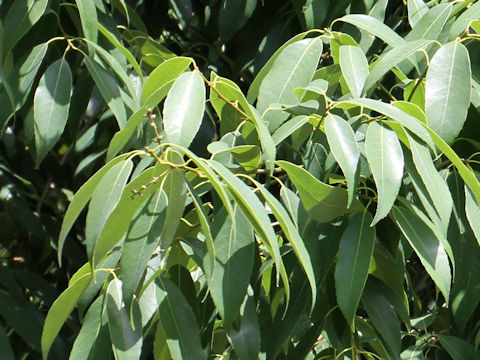 Quercus myrsinaefolia