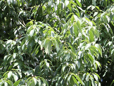 Quercus myrsinaefolia