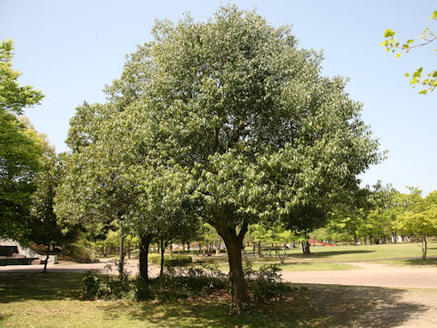 Quercus myrsinaefolia