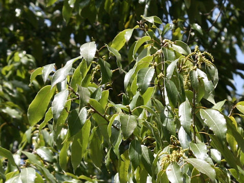 Quercus myrsinaefolia