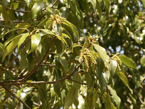 Quercus myrsinaefolia