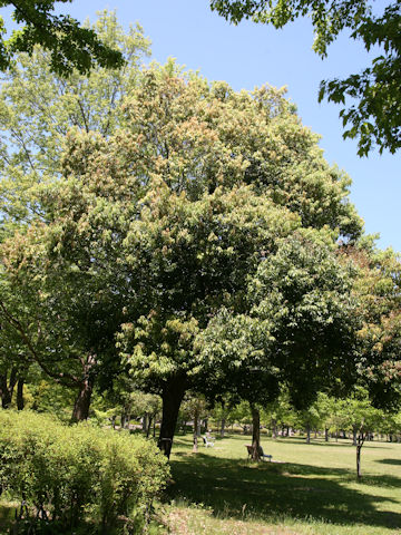 Quercus myrsinaefolia