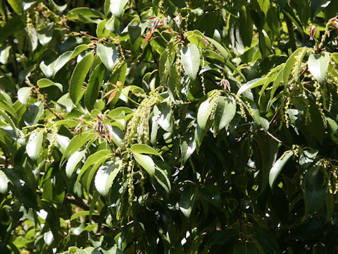 Quercus myrsinaefolia