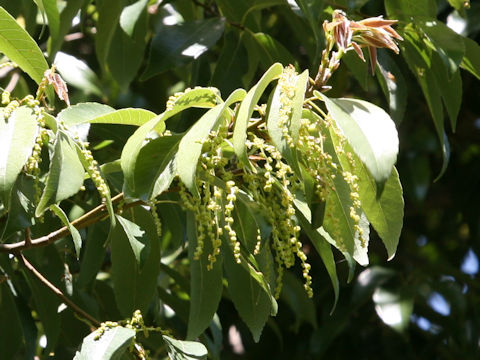 Quercus myrsinaefolia