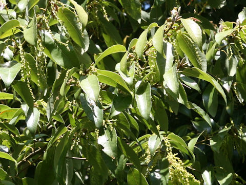 Quercus myrsinaefolia