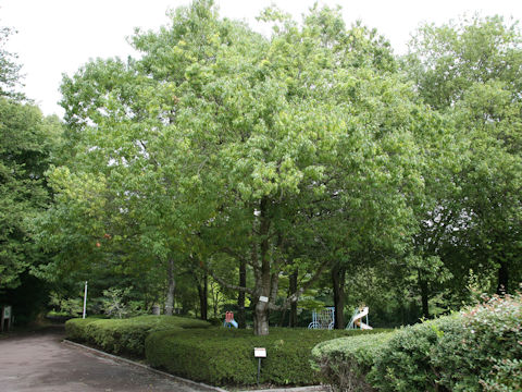 Quercus myrsinaefolia