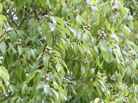 Quercus myrsinaefolia