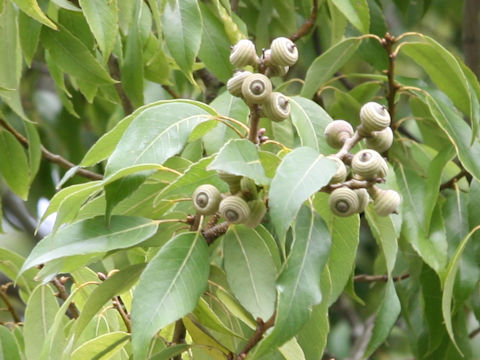 Quercus myrsinaefolia