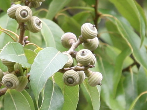 Quercus myrsinaefolia