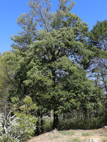 Quercus myrsinaefolia