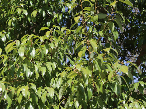 Quercus myrsinaefolia