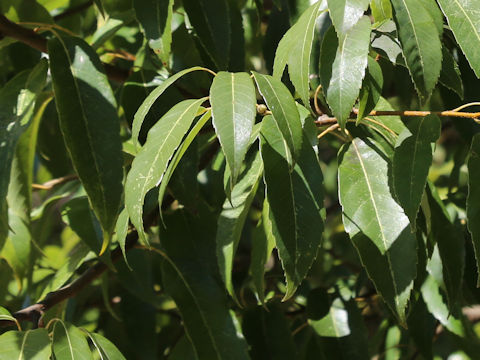 Quercus myrsinaefolia