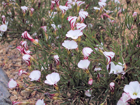 Oxalis versicolor