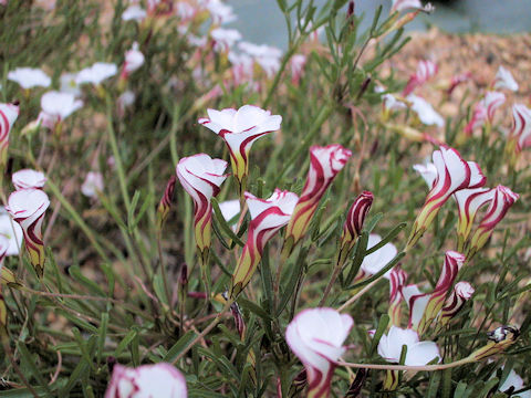 Oxalis versicolor