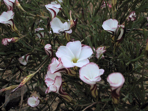 Oxalis versicolor