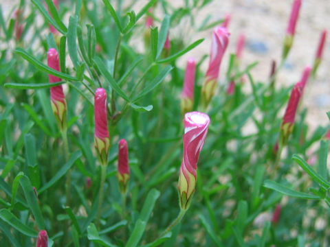 Oxalis versicolor