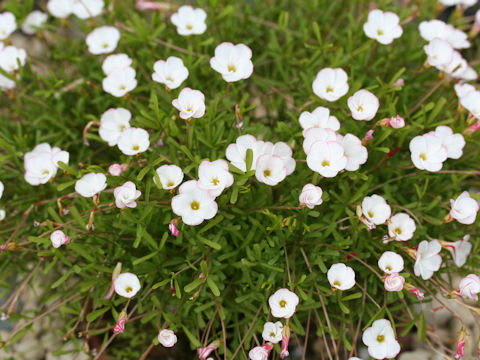 Oxalis versicolor