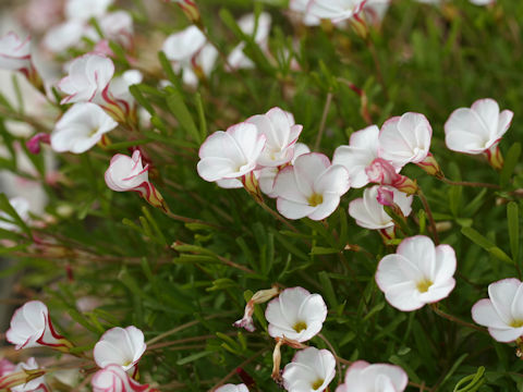 Oxalis versicolor