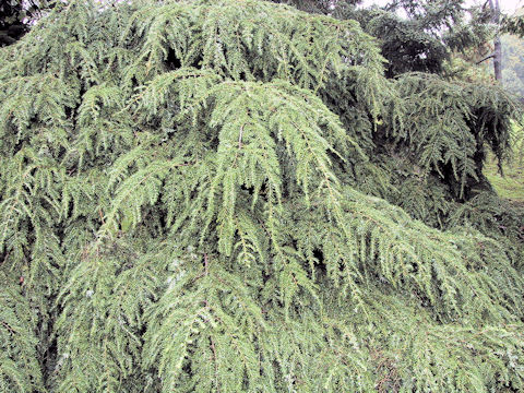 Tsuga canadensis var. pendula