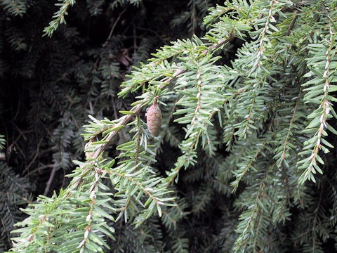 Tsuga canadensis var. pendula