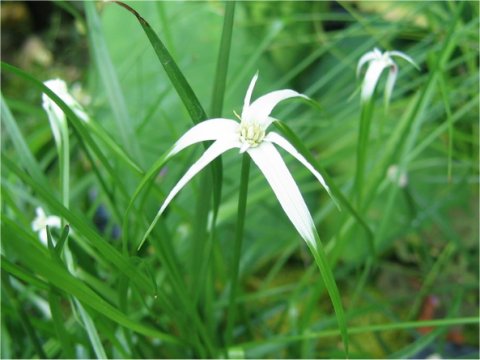 Rhynchospora colorata