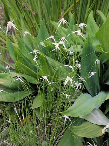 Rhynchospora colorata