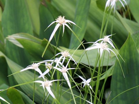 Rhynchospora colorata