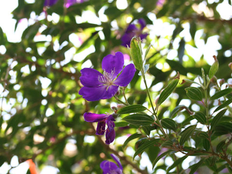 Tibouchina cv. Cote d'Asur