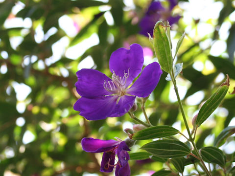 Tibouchina cv. Cote d'Asur