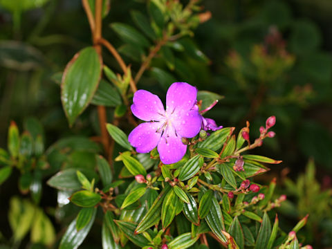 Tibouchina cv. Cote d'Asur