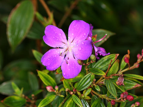 Tibouchina cv. Cote d'Asur