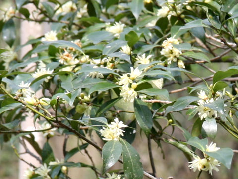 Illicium religiosum