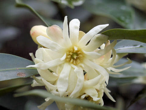 Illicium religiosum