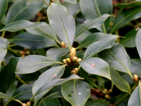 Illicium religiosum